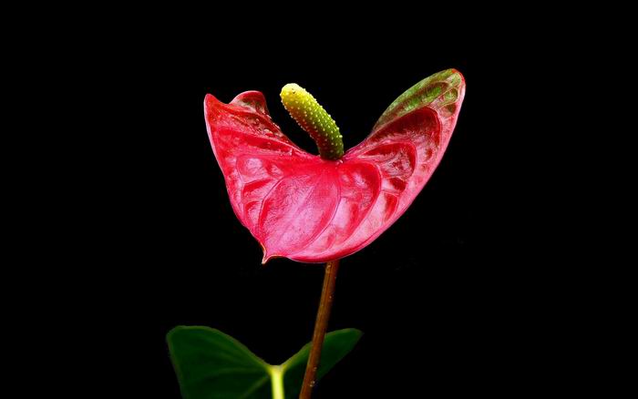 20110725085956_image666.jpg